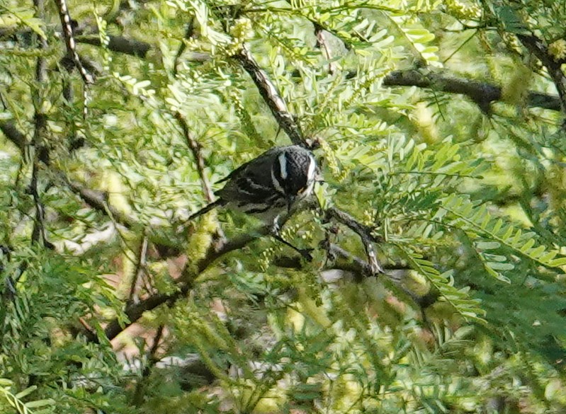 Black-throated Gray Warbler - ML619130431