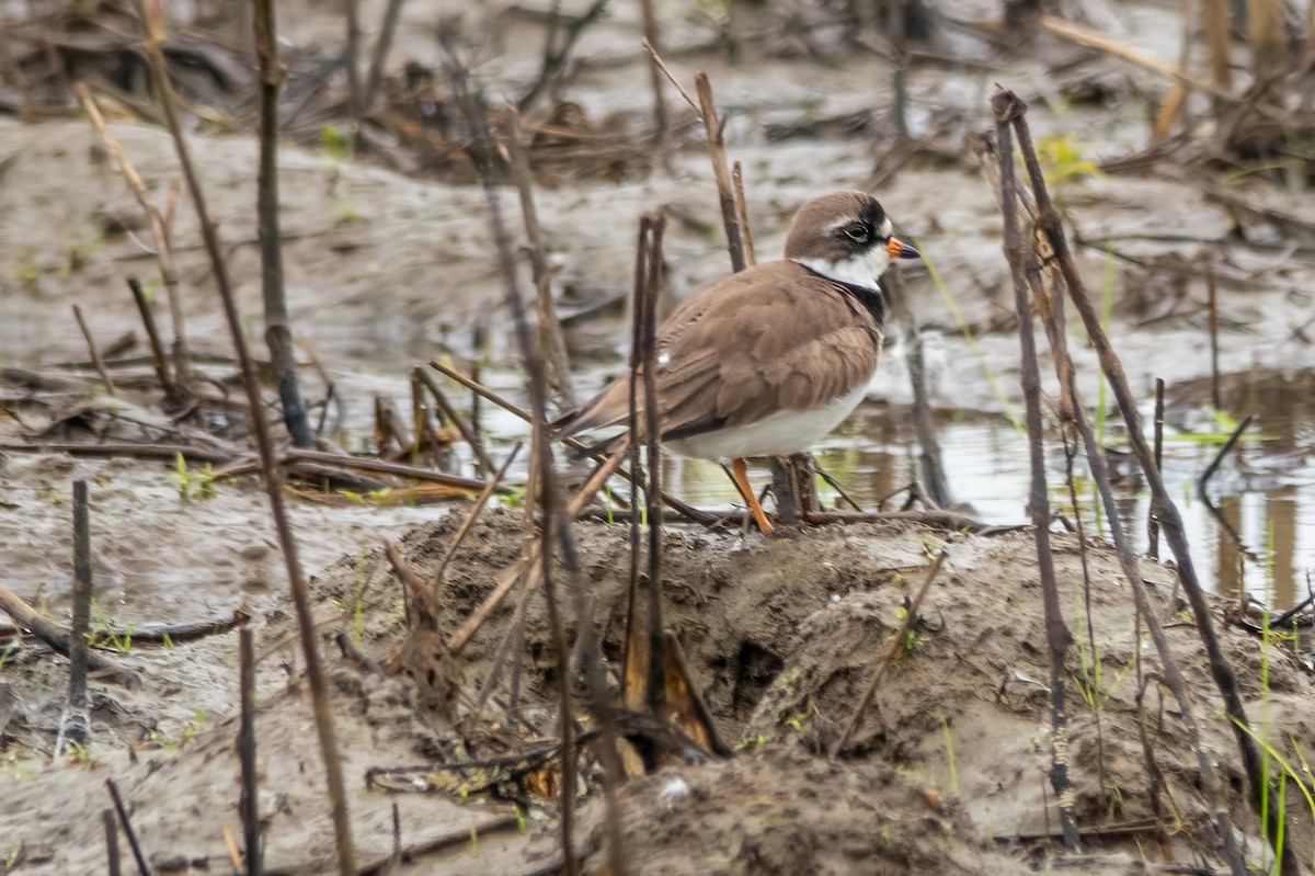 Semipalmated Plover - ML619130435