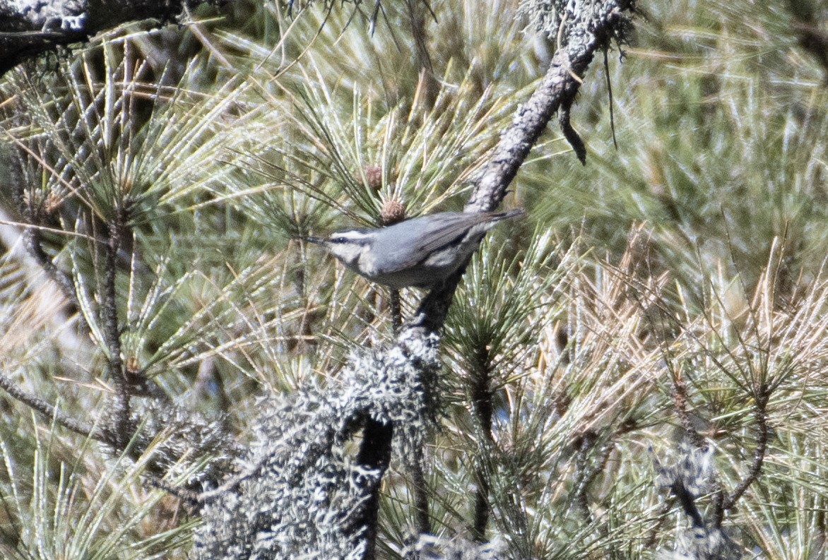 Corsican Nuthatch - ML619130437