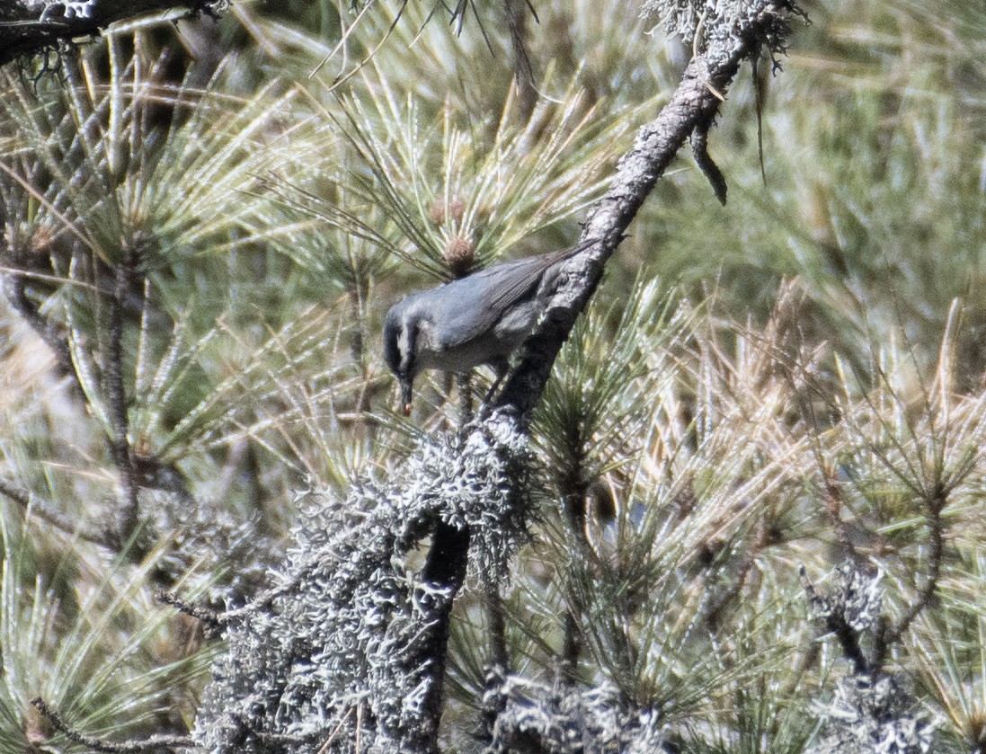 Corsican Nuthatch - ML619130444