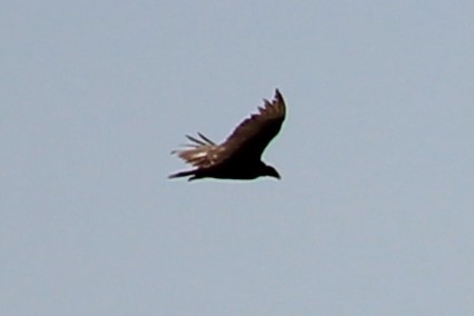 Turkey Vulture - ML619130457
