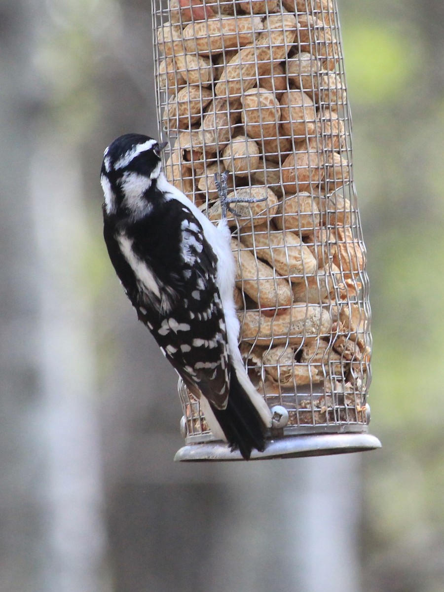Downy Woodpecker - ML619130459