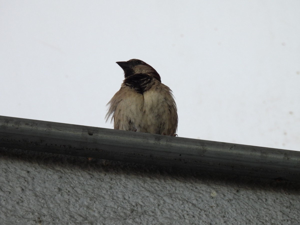 House Sparrow - ML619130460