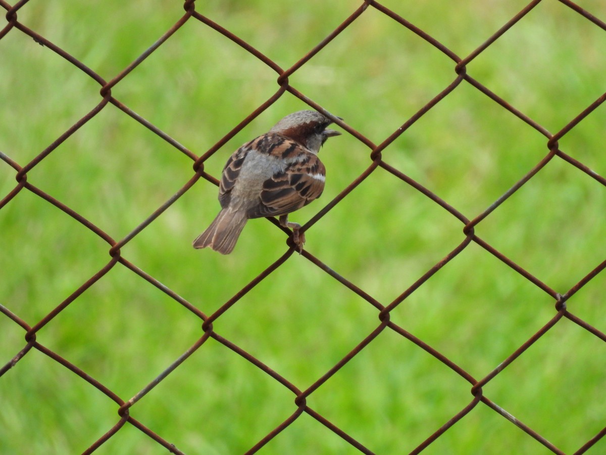 House Sparrow - ML619130462