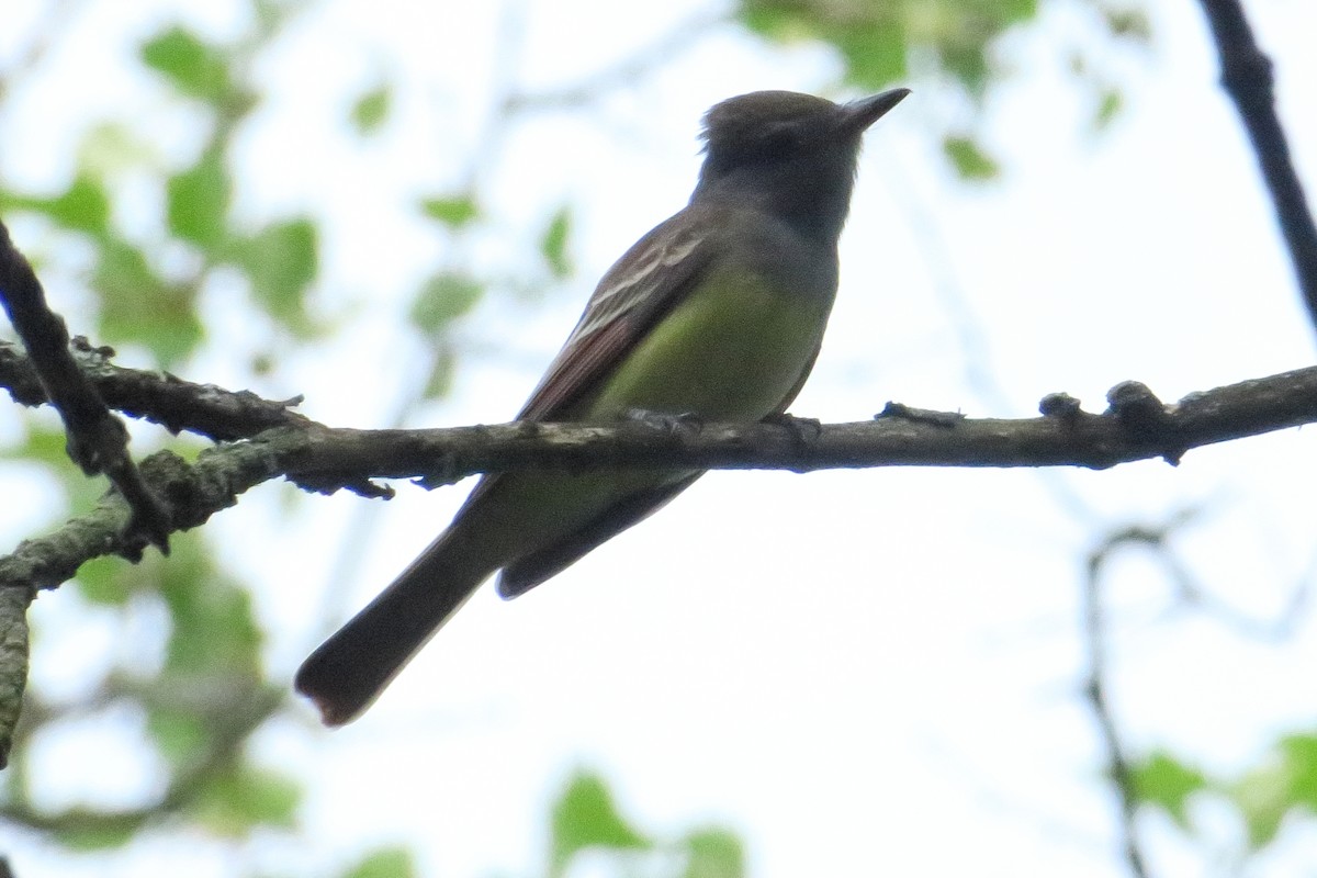Great Crested Flycatcher - ML619130469