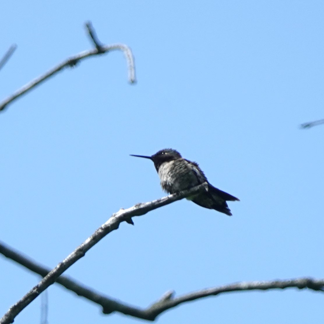 Ruby-throated Hummingbird - ML619130495