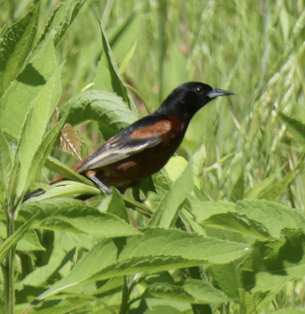Orchard Oriole - ML619130504