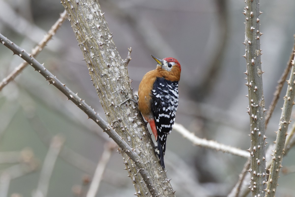 Rufous-bellied Woodpecker - ML619130508