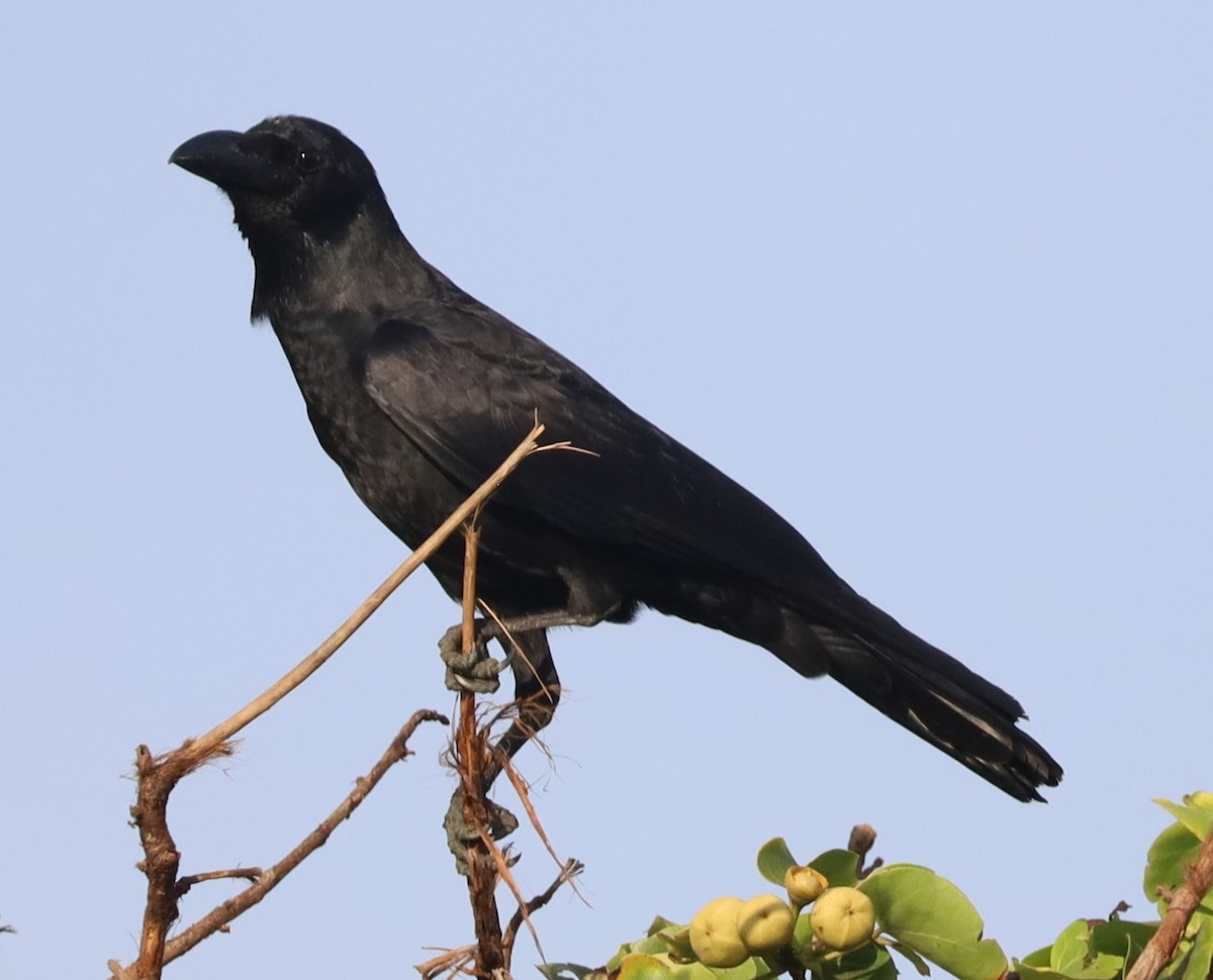 Large-billed Crow - ML619130514