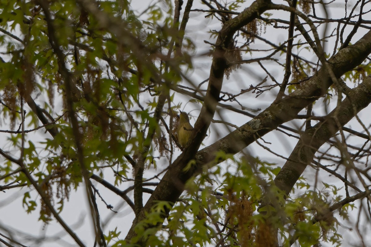 Orange-crowned Warbler - ML619130525