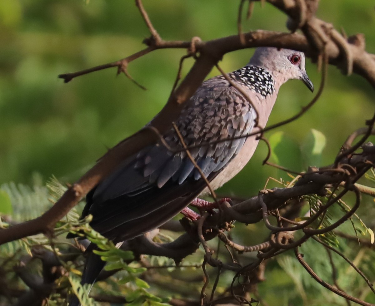 Spotted Dove - ML619130569