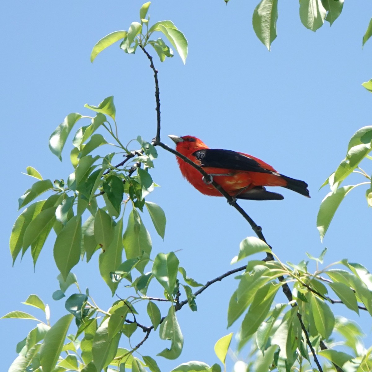 Scarlet Tanager - ML619130574