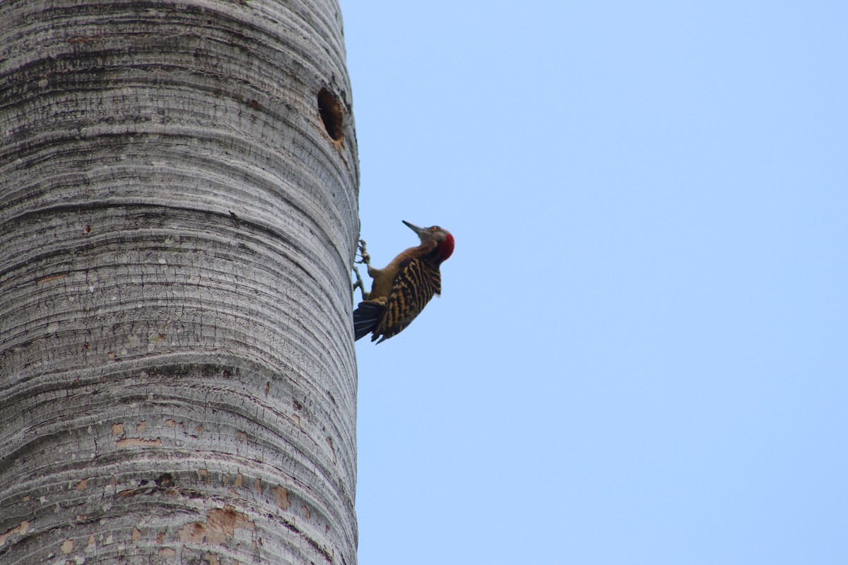 Hispaniolan Woodpecker - ML619130596