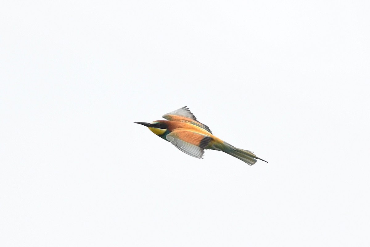 European Bee-eater - ML619130627
