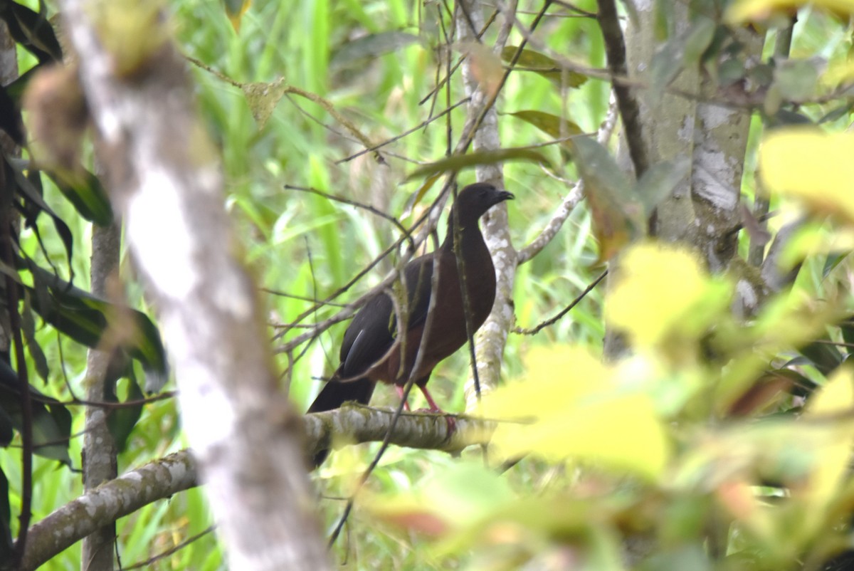 Sickle-winged Guan - ML619130631