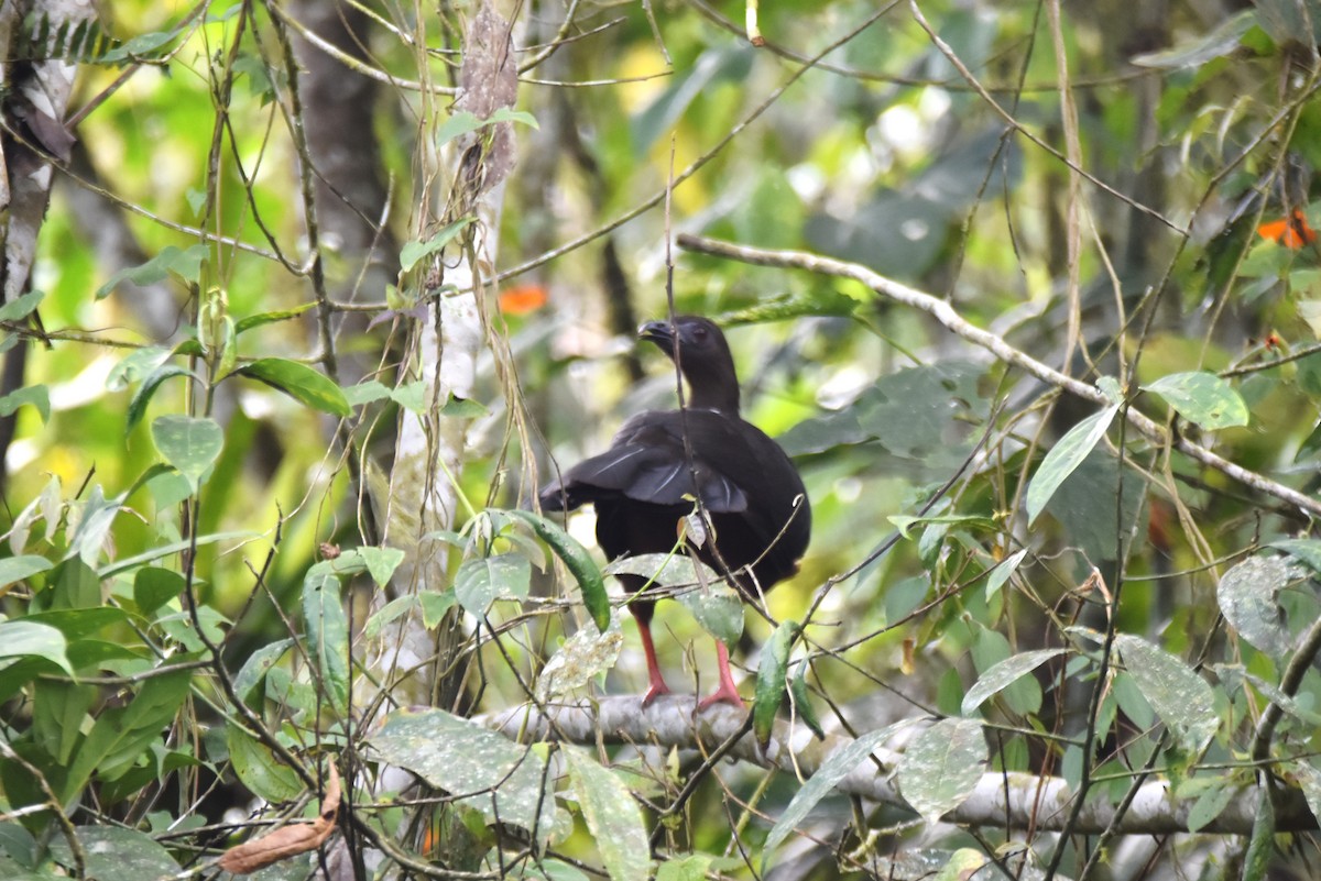 Sickle-winged Guan - ML619130632