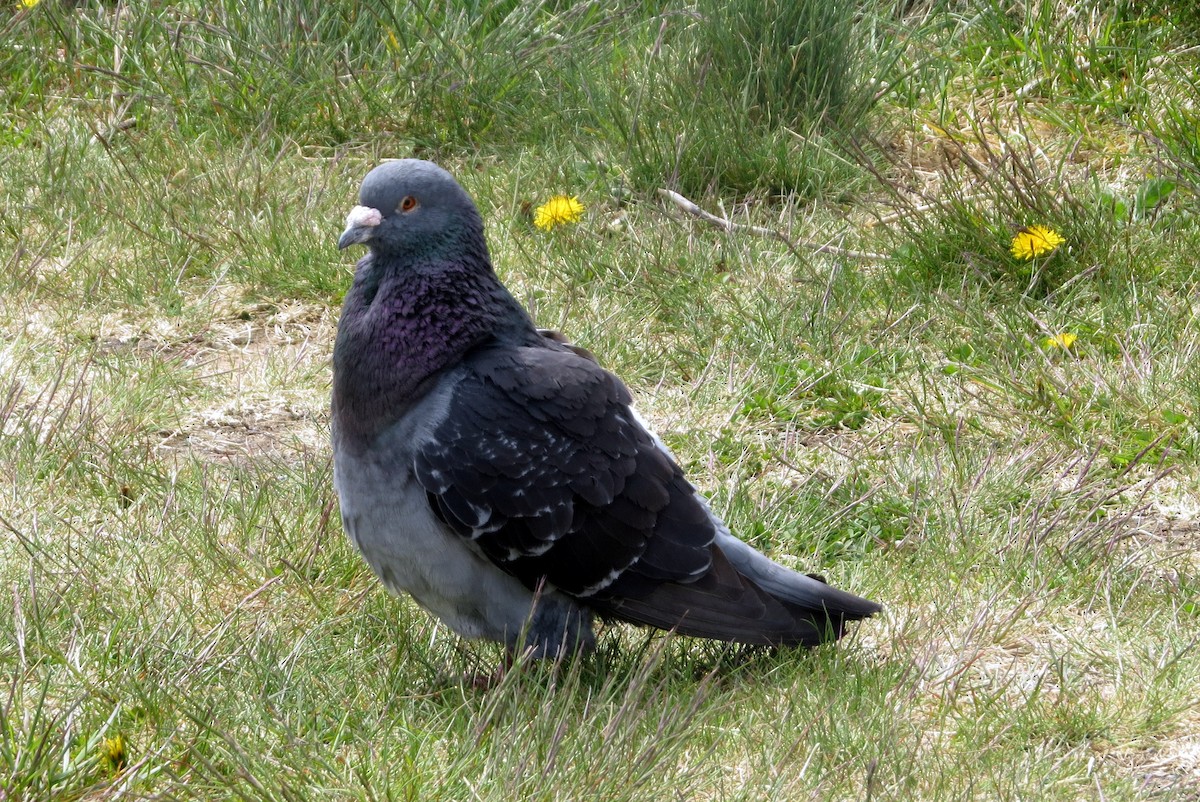 Rock Pigeon (Feral Pigeon) - ML619130667