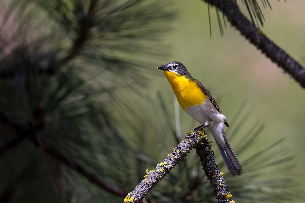 Yellow-breasted Chat - ML619130689