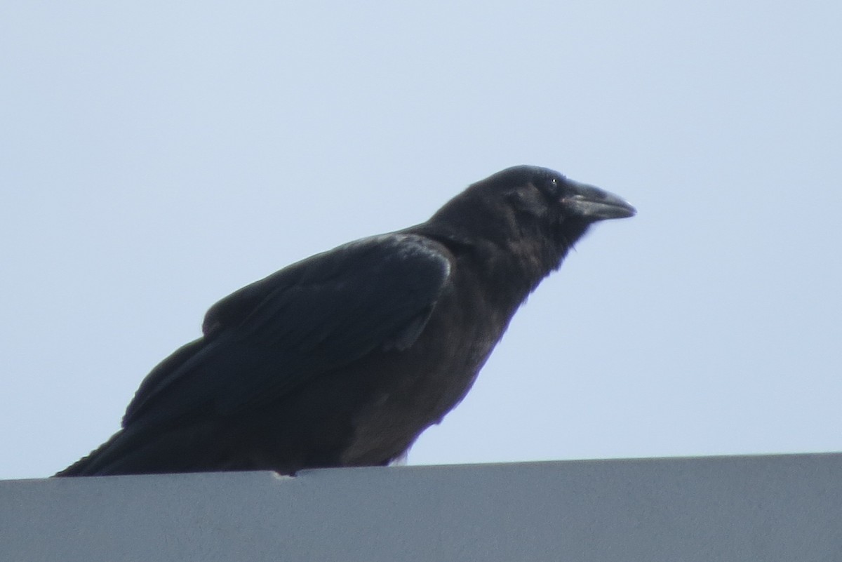 Common Raven - ML619130694