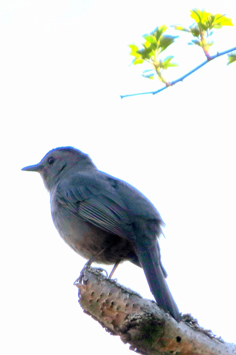 Gray Catbird - ML619130710