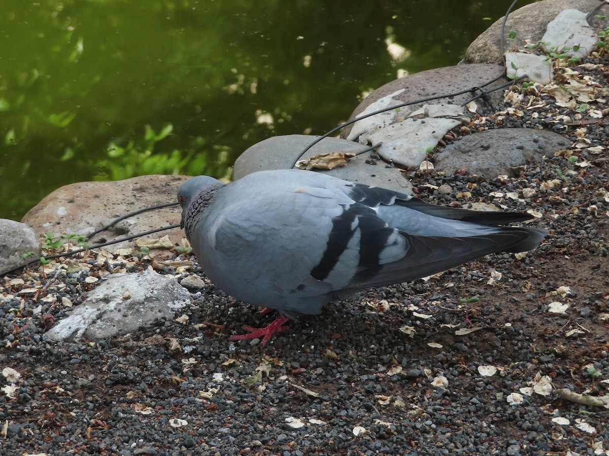Rock Pigeon (Feral Pigeon) - ML619130795