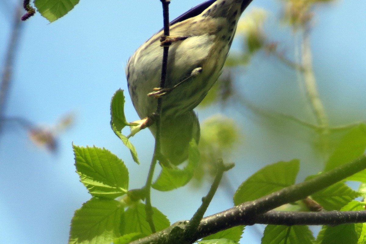 Black-and-white Warbler - ML619130797