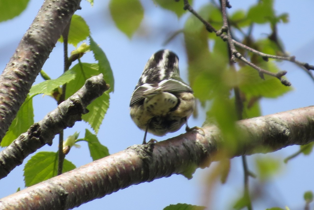 Black-and-white Warbler - ML619130799