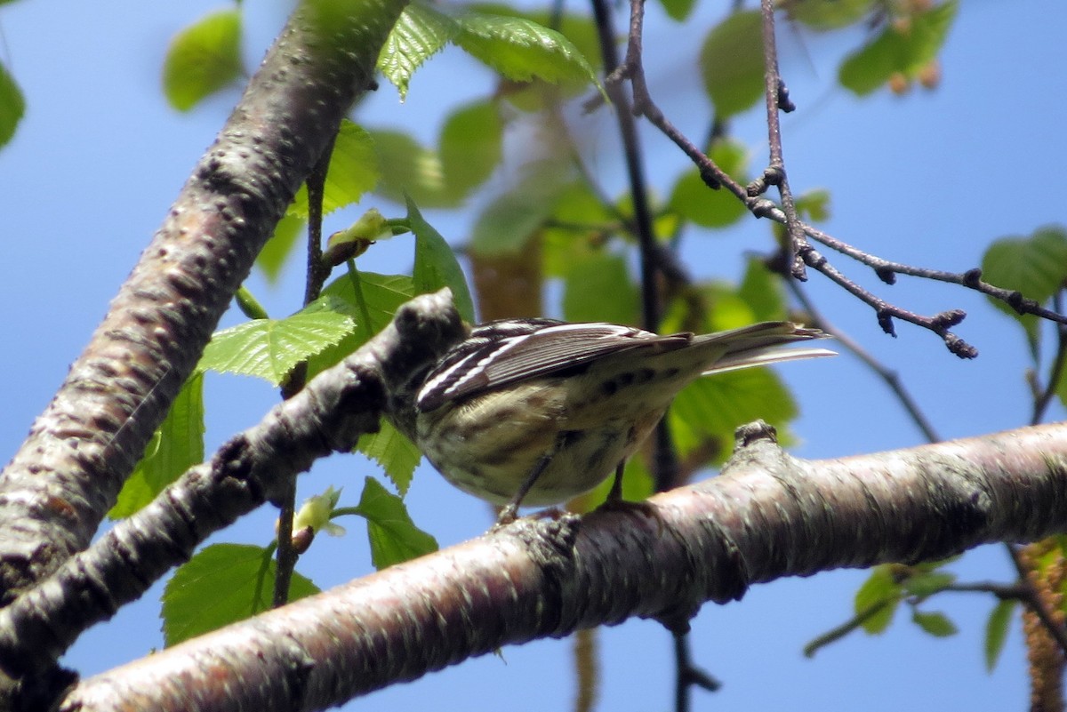 Black-and-white Warbler - ML619130800