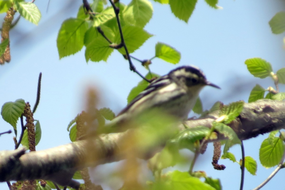 Black-and-white Warbler - ML619130801