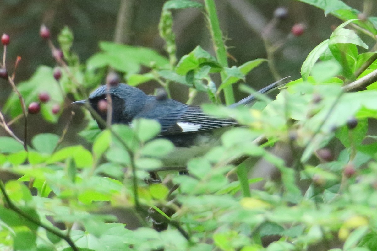 Black-throated Blue Warbler - ML619130809