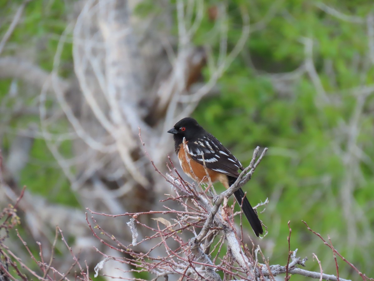 Spotted Towhee - ML619130834