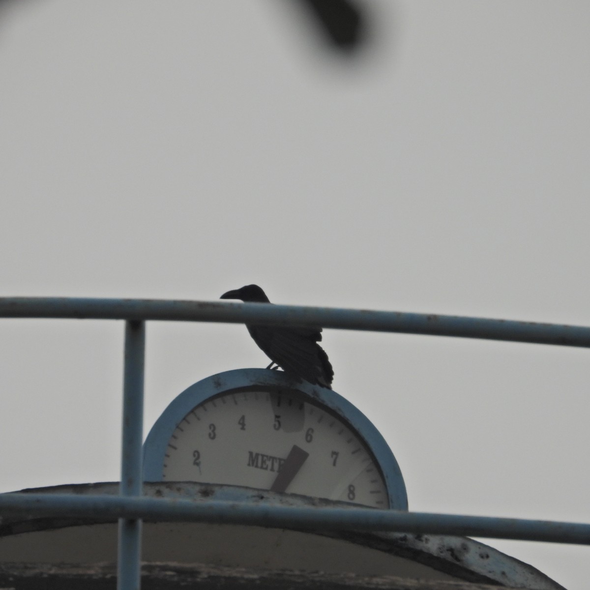 Large-billed Crow - ML619130837