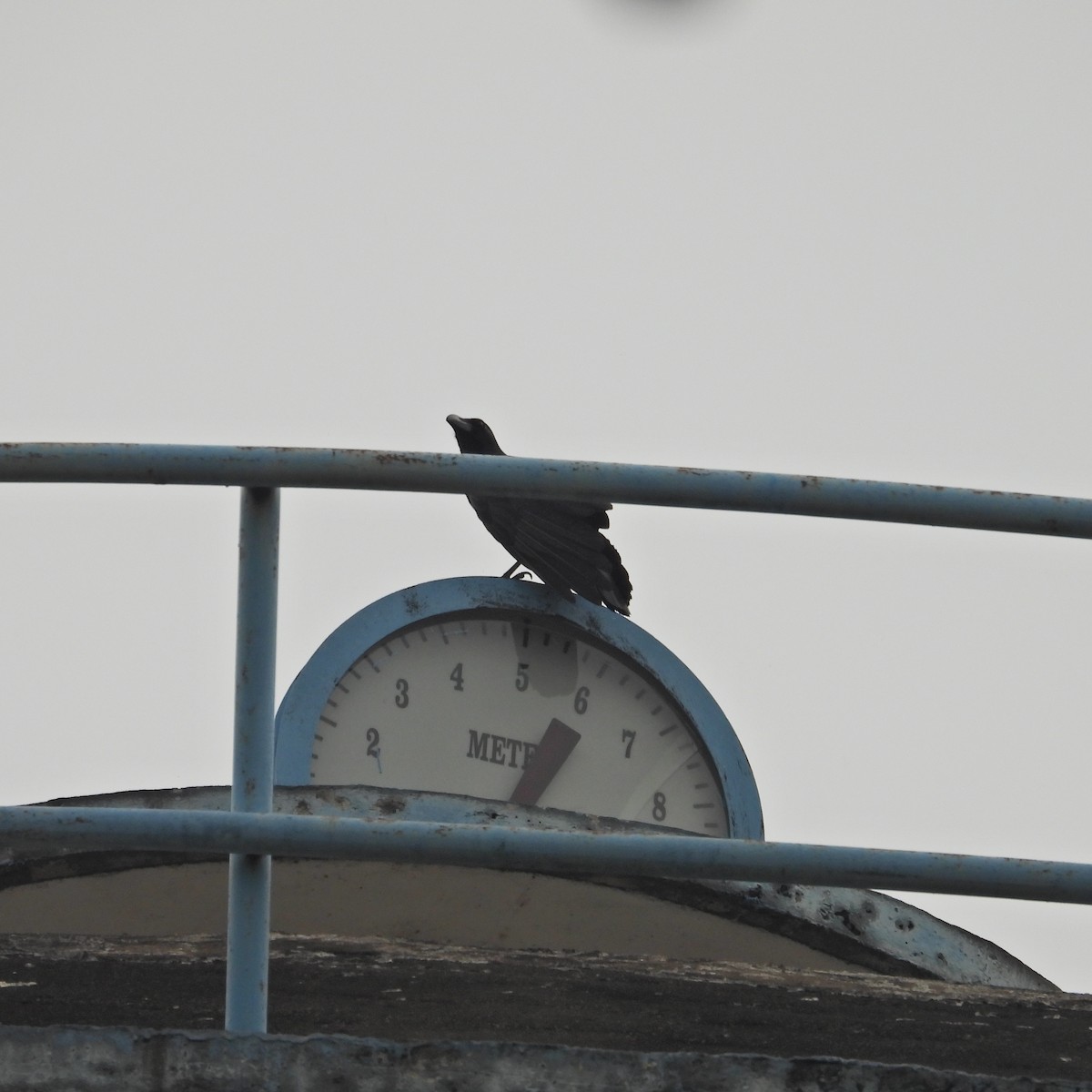 Large-billed Crow - ML619130838