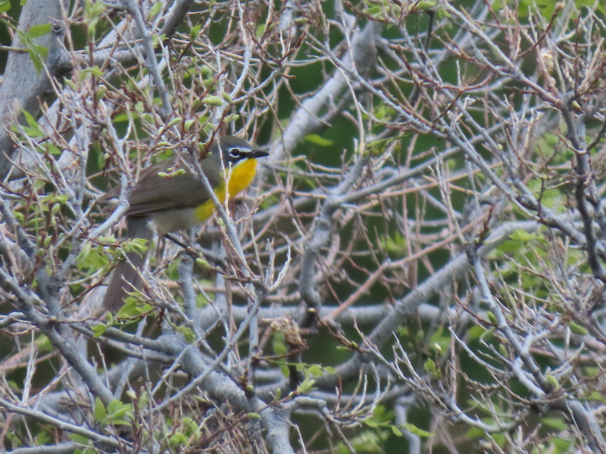 Yellow-breasted Chat - ML619130841