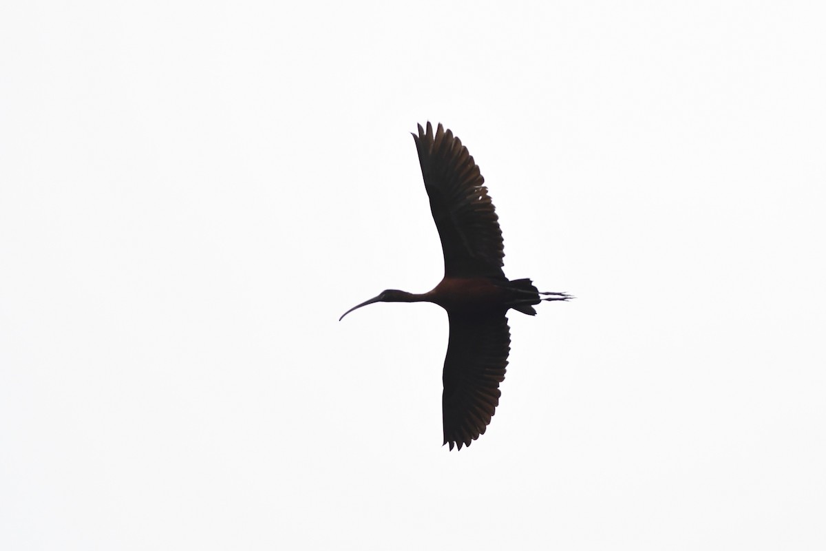 ibis hnědý - ML619130894