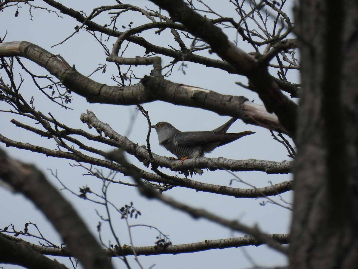 Common Cuckoo - ML619130911