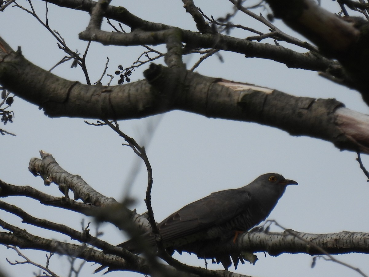 Common Cuckoo - ML619130915