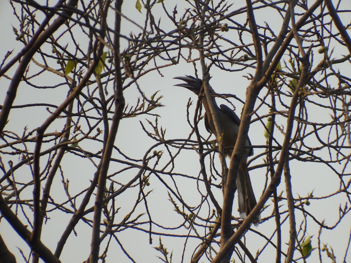 Indian Gray Hornbill - ML619130931