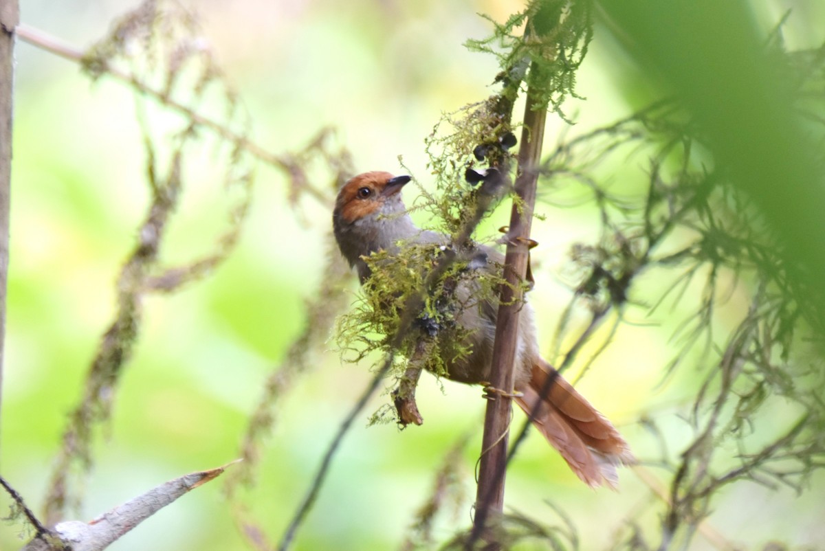 Red-faced Spinetail - ML619130993