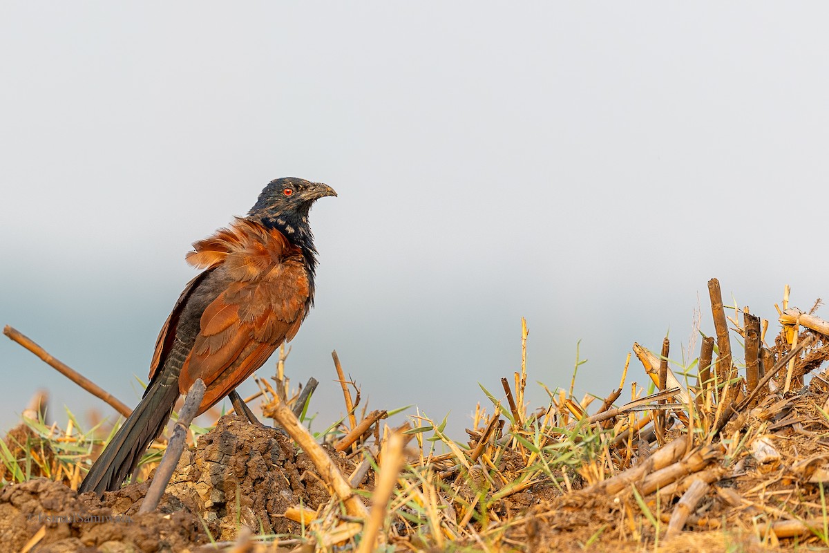 Greater Coucal - ML619131041