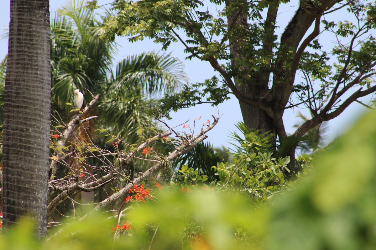 Чапля єгипетська (підвид ibis) - ML619131042