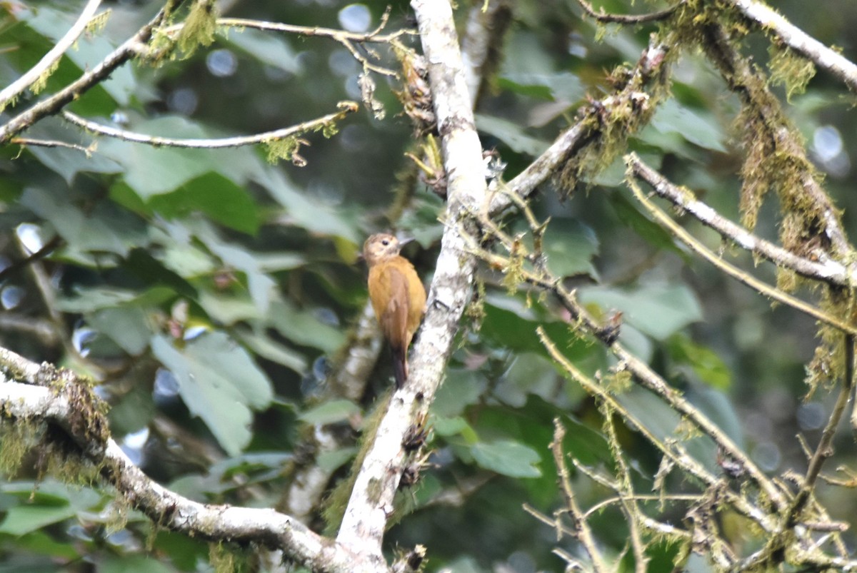 Smoky-brown Woodpecker - ML619131054