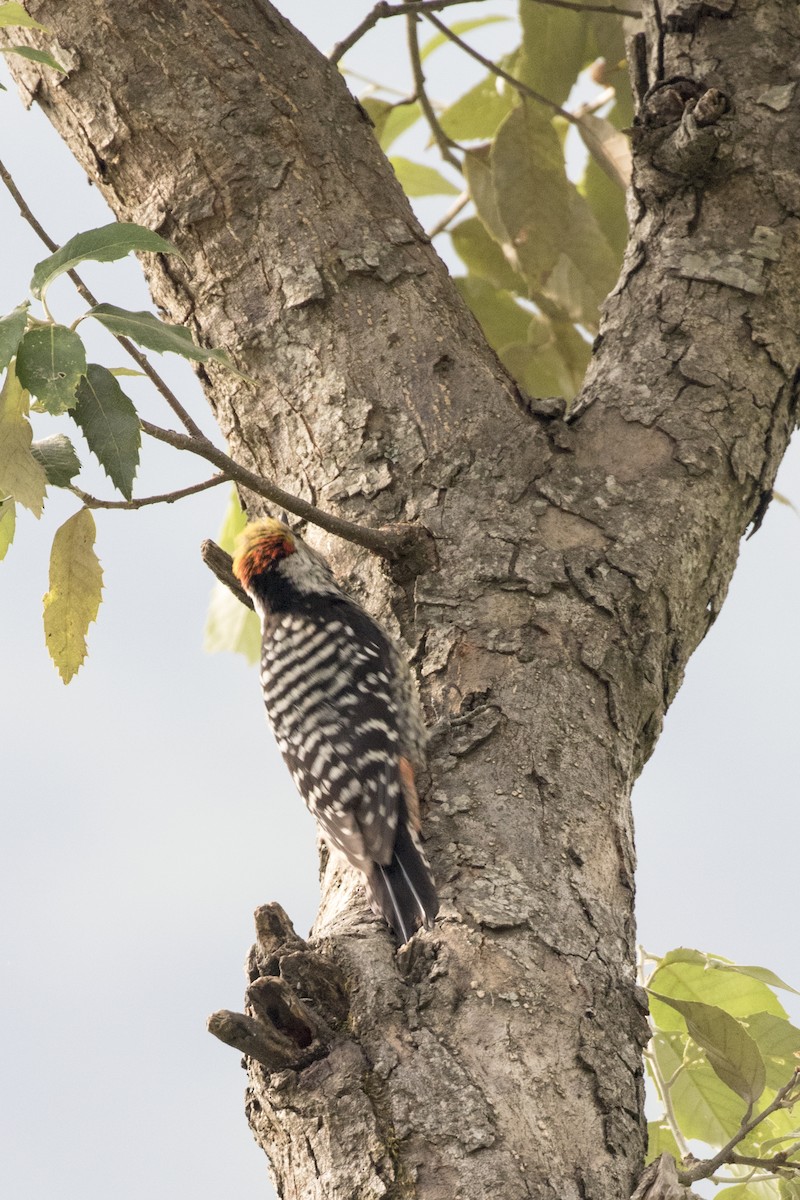 Brown-fronted Woodpecker - ML619131094