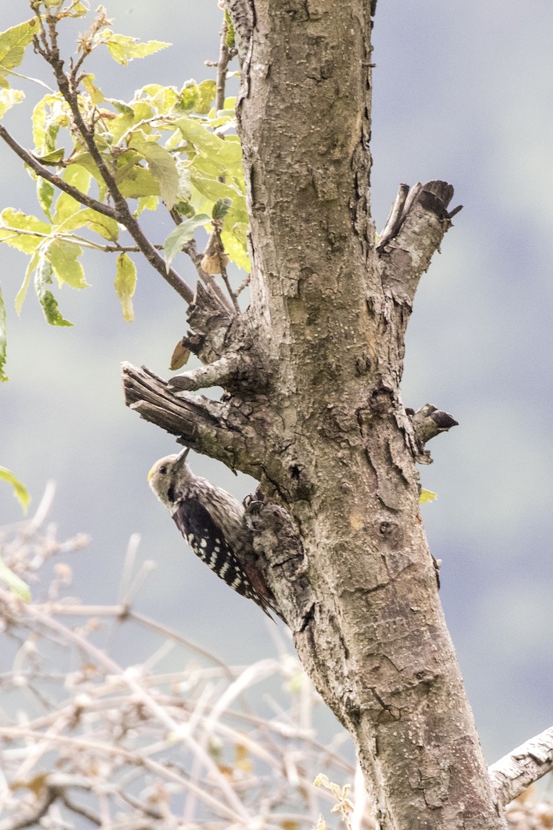 Brown-fronted Woodpecker - ML619131095