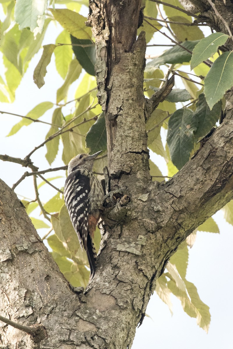 Brown-fronted Woodpecker - ML619131096