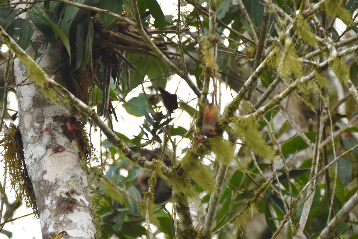 Red-faced Spinetail - ML619131101
