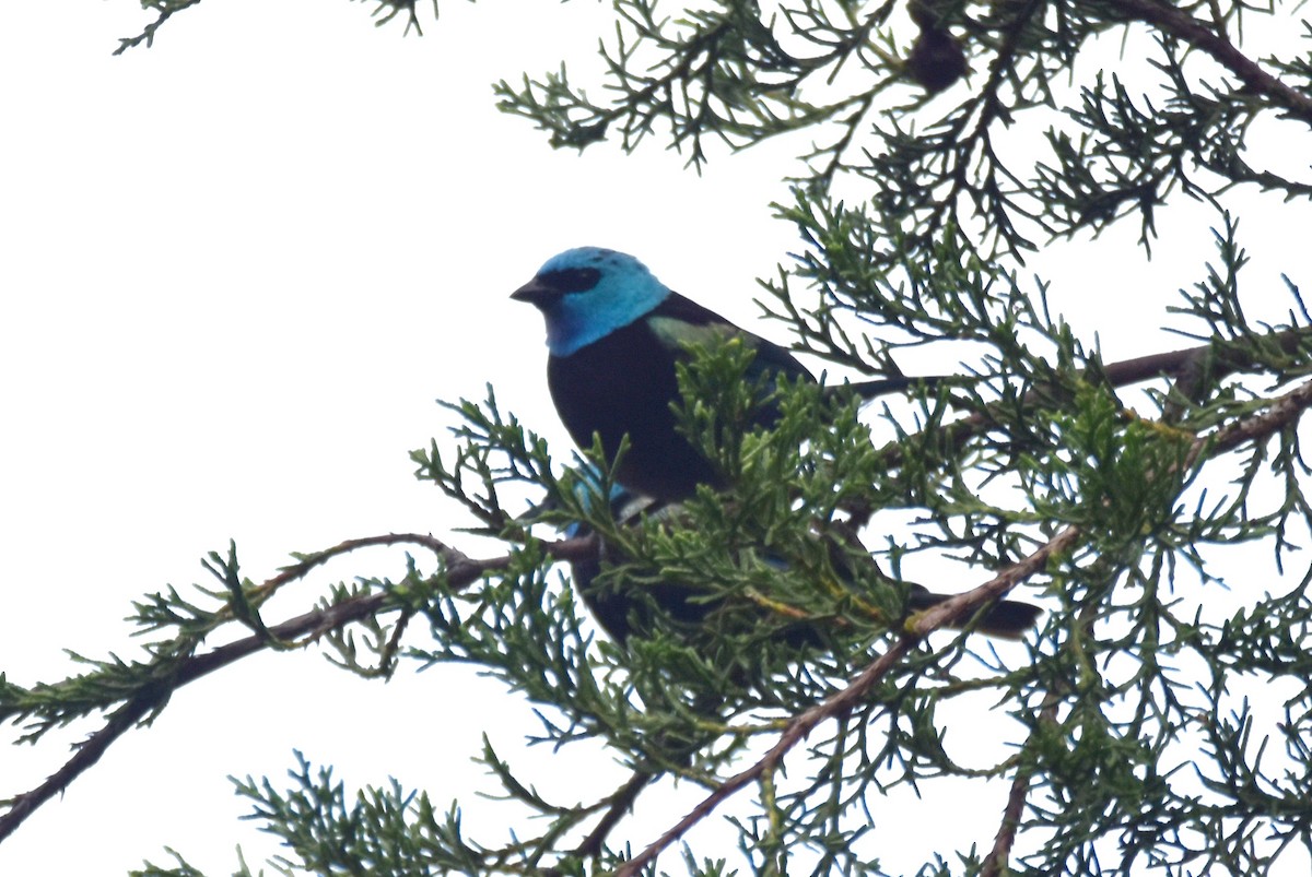 Blue-necked Tanager - ML619131121