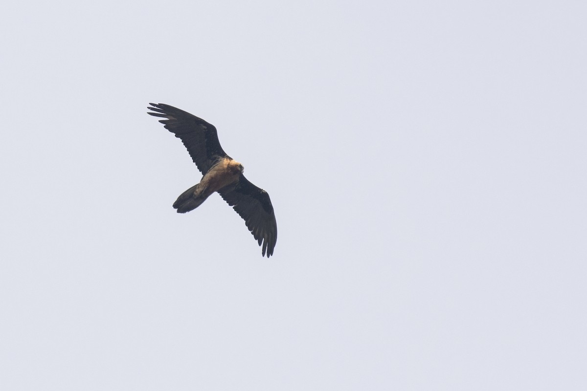 Bearded Vulture - ML619131133