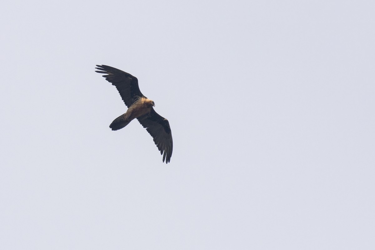 Bearded Vulture - ML619131134