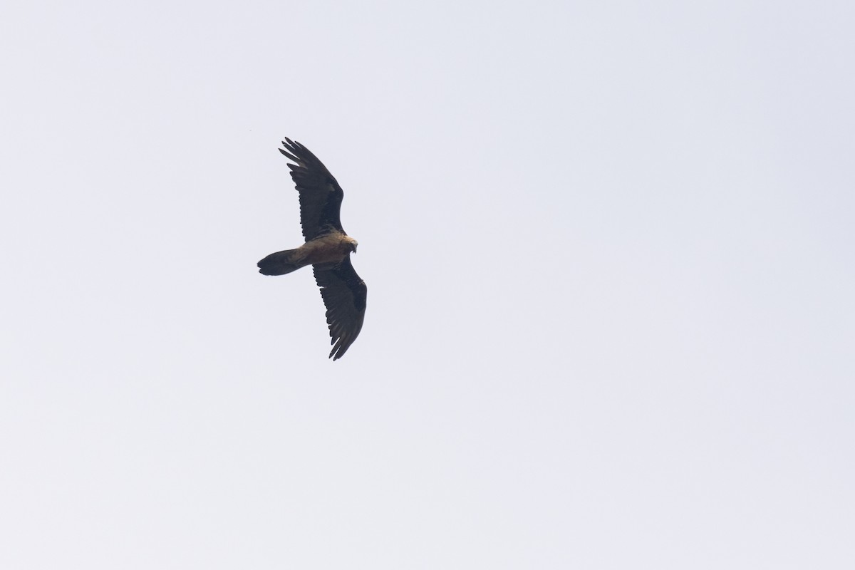 Bearded Vulture - ML619131139